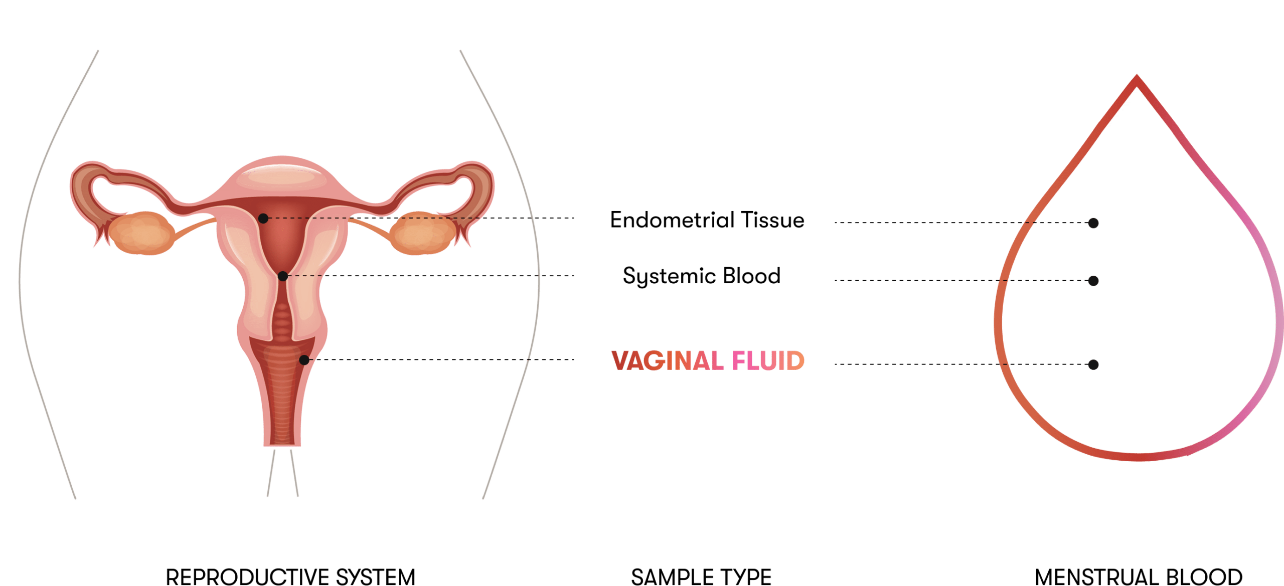 The cervicovaginal compartment — menstrual blood transits the cervical canal